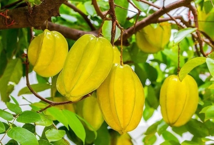 Mot so bai thuoc dan gian tu qua va hoa khe hinh anh