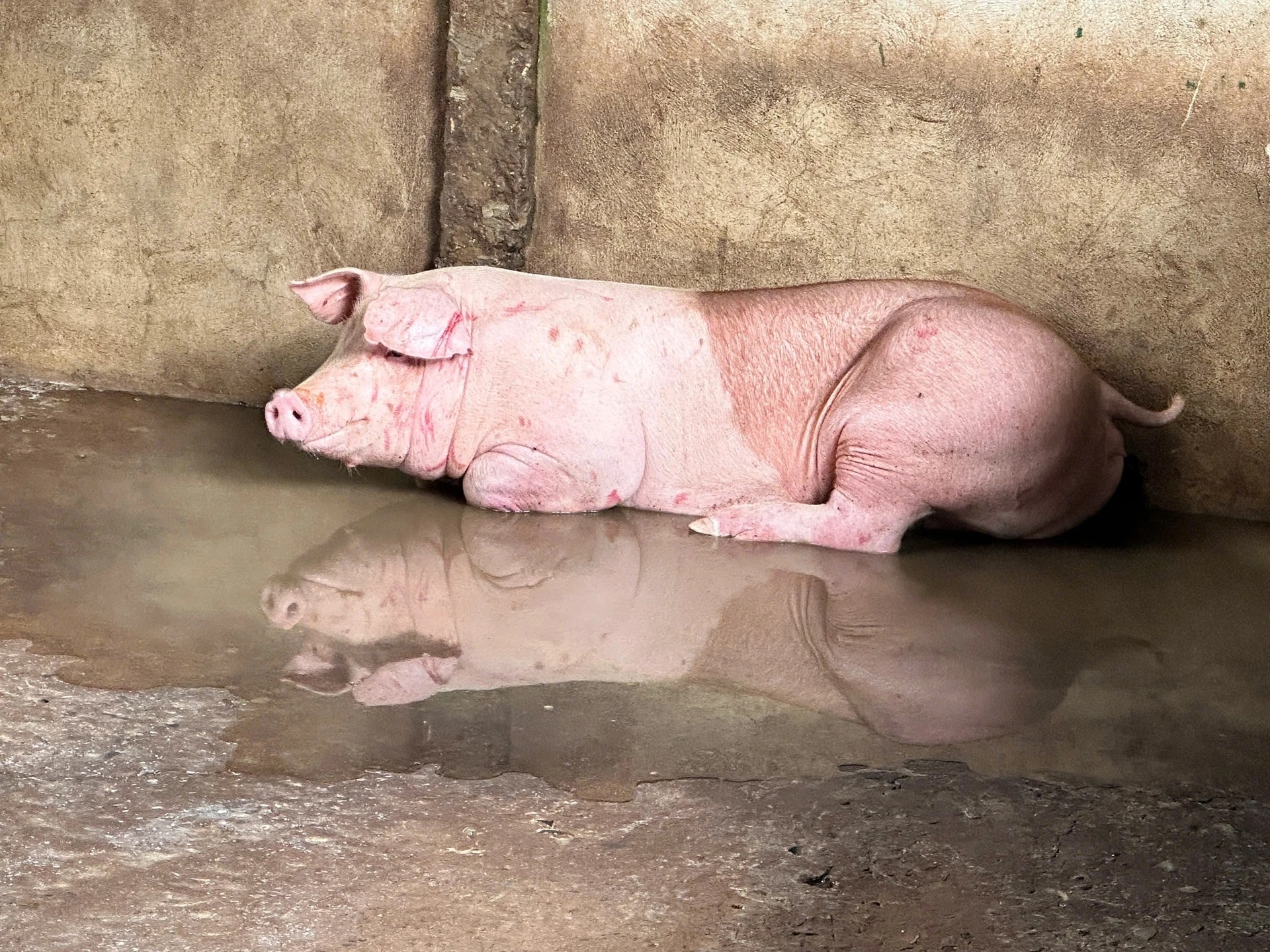 Sau vu C.P. bi to ban heo benh, Bo NN&MT ra chi dao 'nong' hinh anh