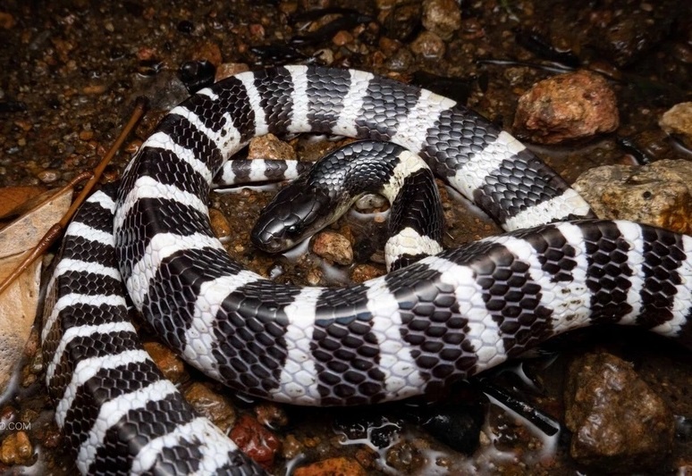 Ran cap nia chui ra tu dieu hoa, can be gai 7 tuoi nguy kich hinh anh