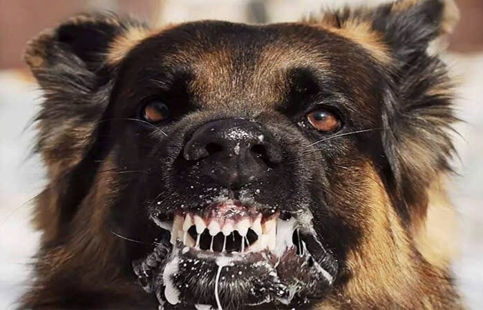 Xuat hien o dich benh dai o Quang Ngai hinh anh