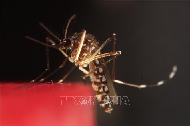 virus chikungunya anh 1