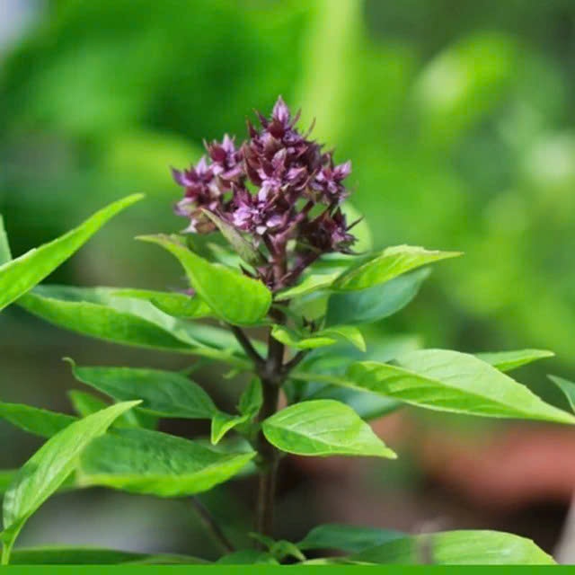 loi ich hung que anh 1