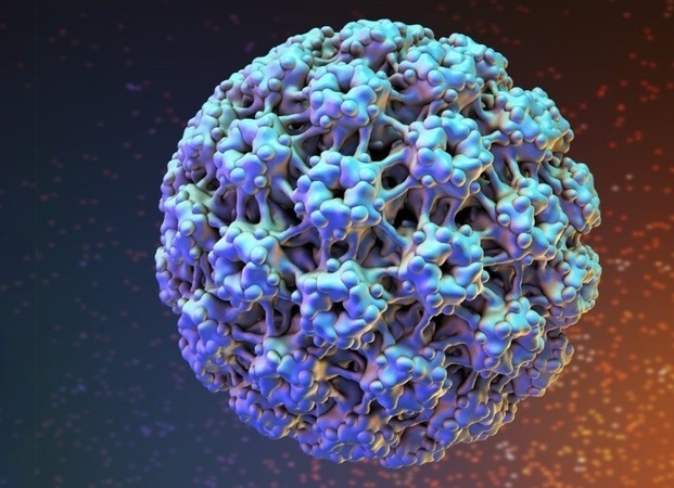 virus HPV ảnh 1 virus HPV anh 1