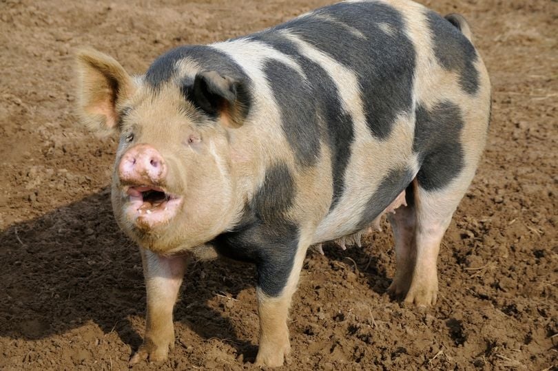 Vet can khong ngo tu heo khien thieu nien lam benh nang hinh anh