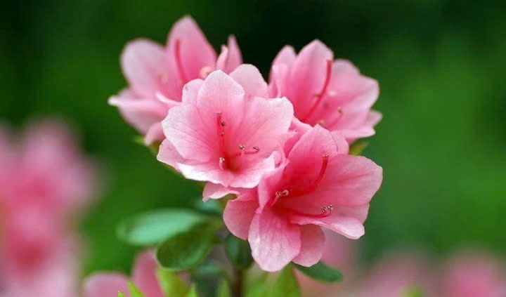 Nhung loai hoa co doc nhung lai duoc nhieu nguoi trong lam canh hinh anh