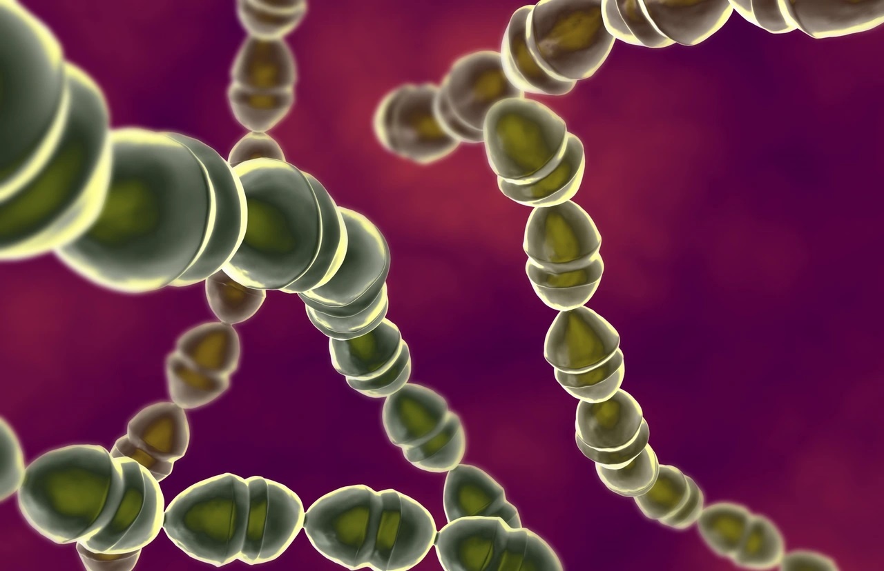 sot,  viem phoi anh 2