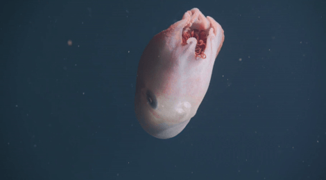 Thuoc phim hiem co ve bach tuoc 7 xuc tu ky la hinh anh