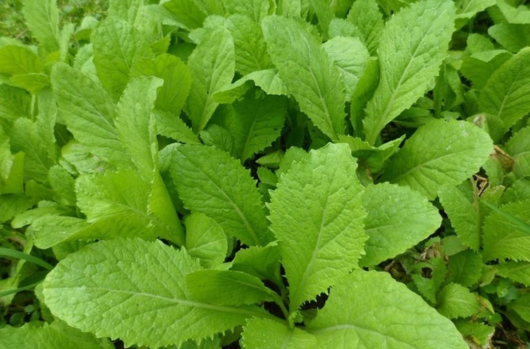 Loi ich cua cai be xanh doi voi suc khoe hinh anh