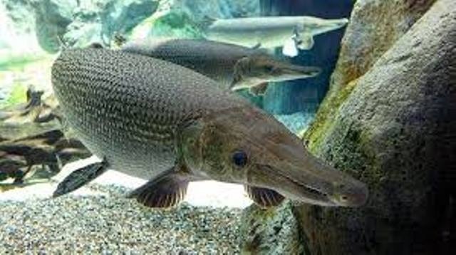 10 nguoi ngo doc sau khi an trung ca sau hoa tien hinh anh