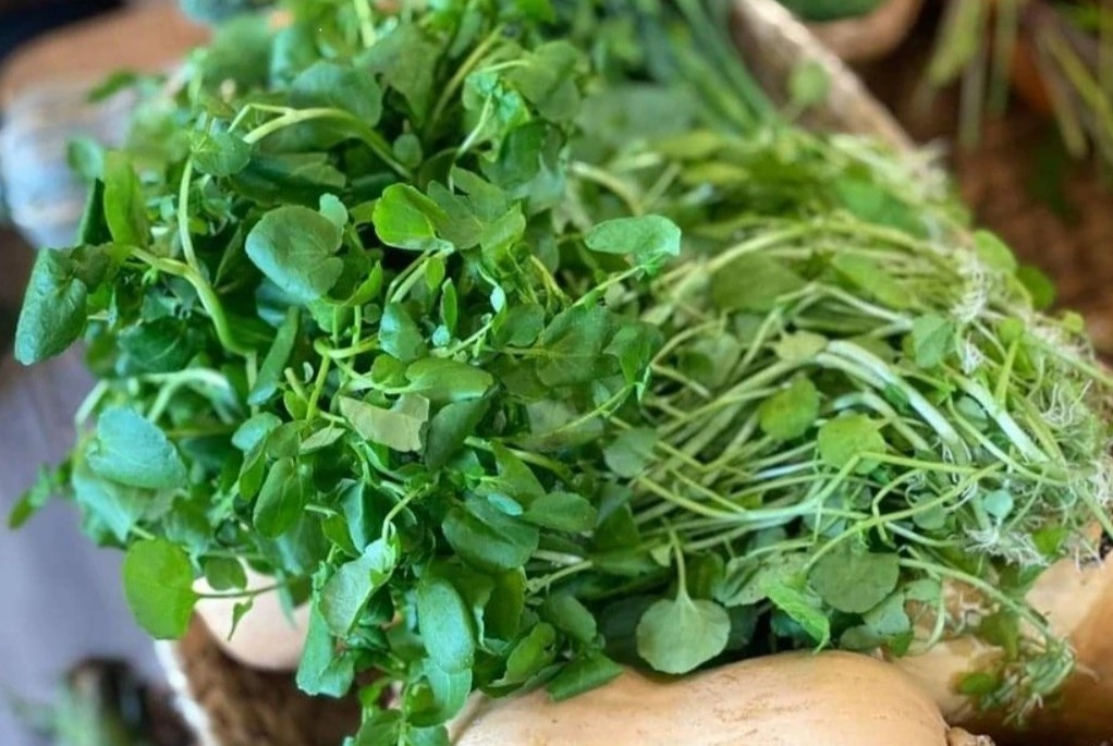 Loai rau tung bi coi nhu co dai nhung lai tot cho gan hinh anh