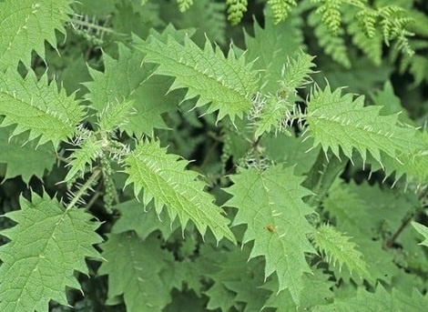 Cay thuoc quy bo ngang nhan sam, to yen, khong trong van moc day vuon hinh anh