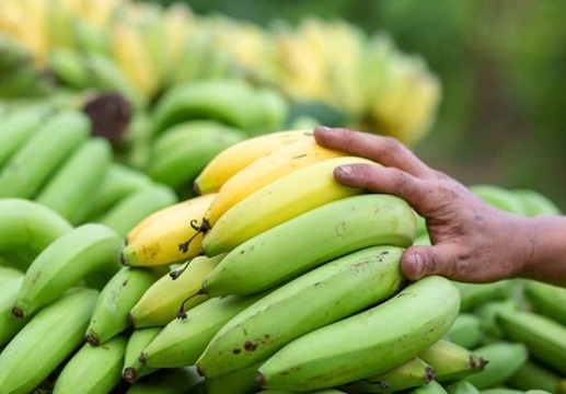 An chuoi chin hay chuoi xanh tot hon? hinh anh