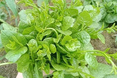 Giai nhiet, nhuan trang voi rau mong toi hinh anh