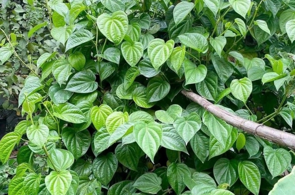 Viet Nam co 'thao duoc quy' duong gan bo nao, nhieu nguoi chua biet hinh anh