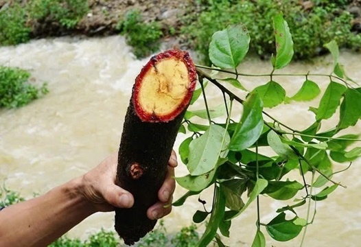 Cay co mau co cong dung gi ma duoc vi nhu 'thao duoc quy'? hinh anh