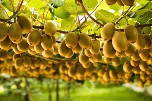 'Siêu trái cây' bề ngoài nhiều lông nhưng ăn vào cực kỳ bổ dưỡng
