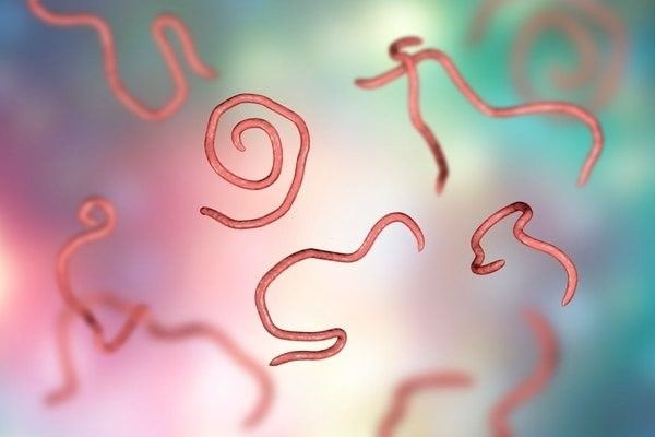 Ký sinh trùng 'mở đường' cho vi khuẩn tấn công não bệnh nhân