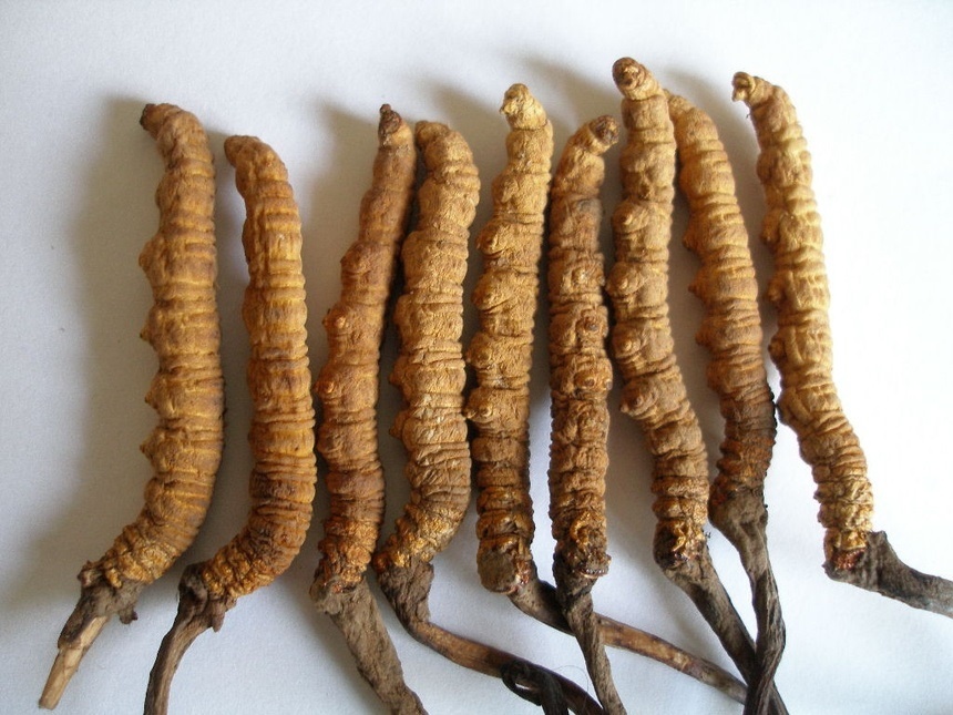yến s&agrave;o ảnh 2