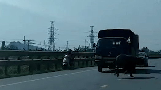 Trau chay loan giua duong suyt tong vao xe tai hinh anh