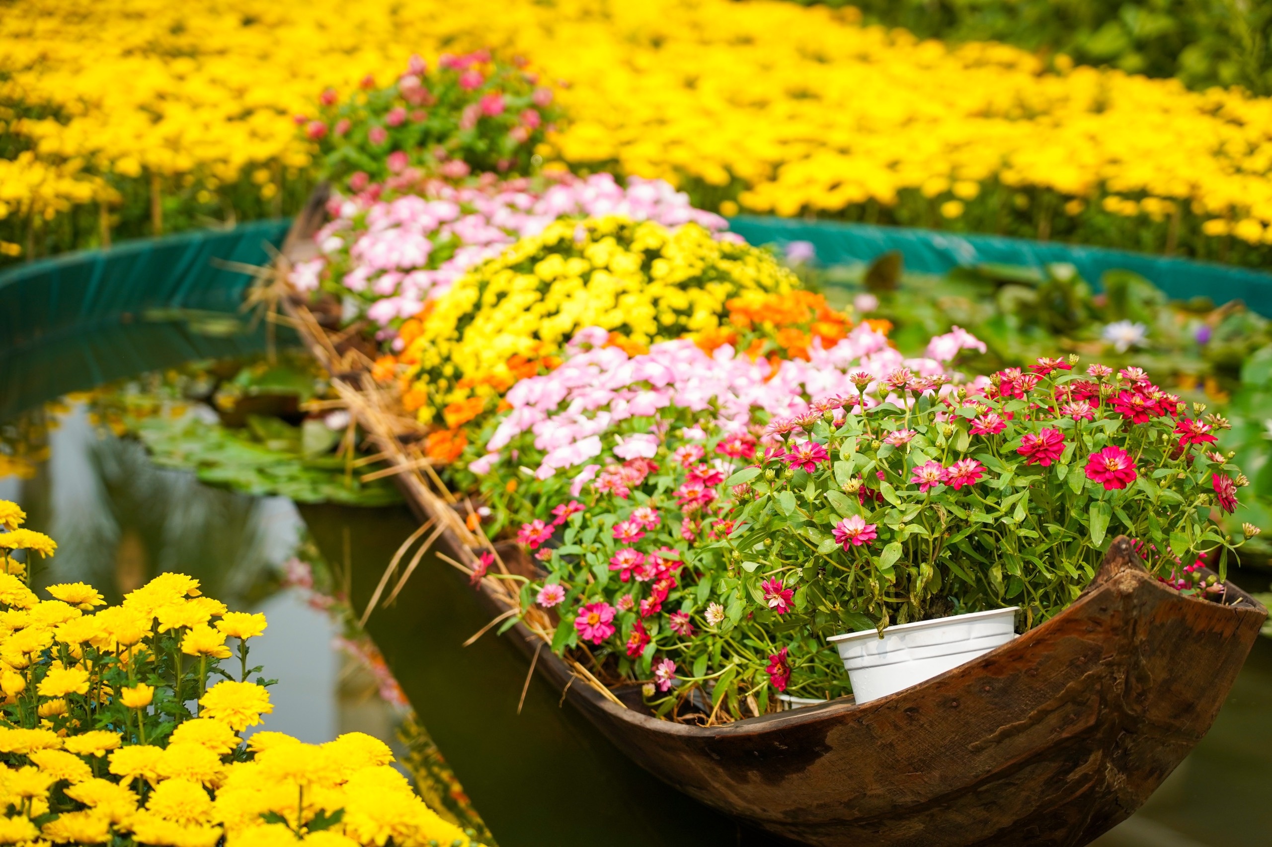 duong hoa Phu My Hung anh 5