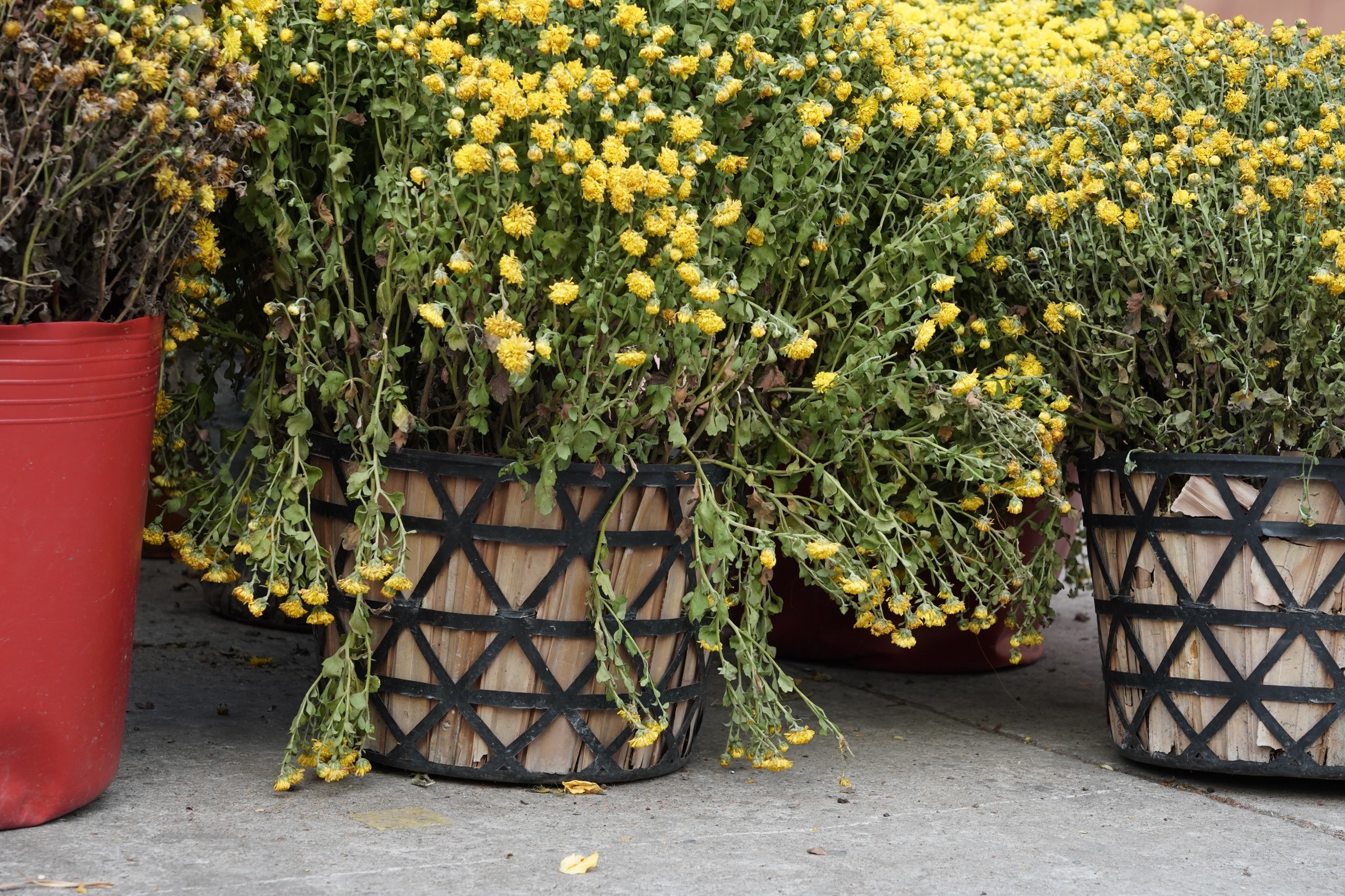 tieu canh pho ong do bung bet anh 10