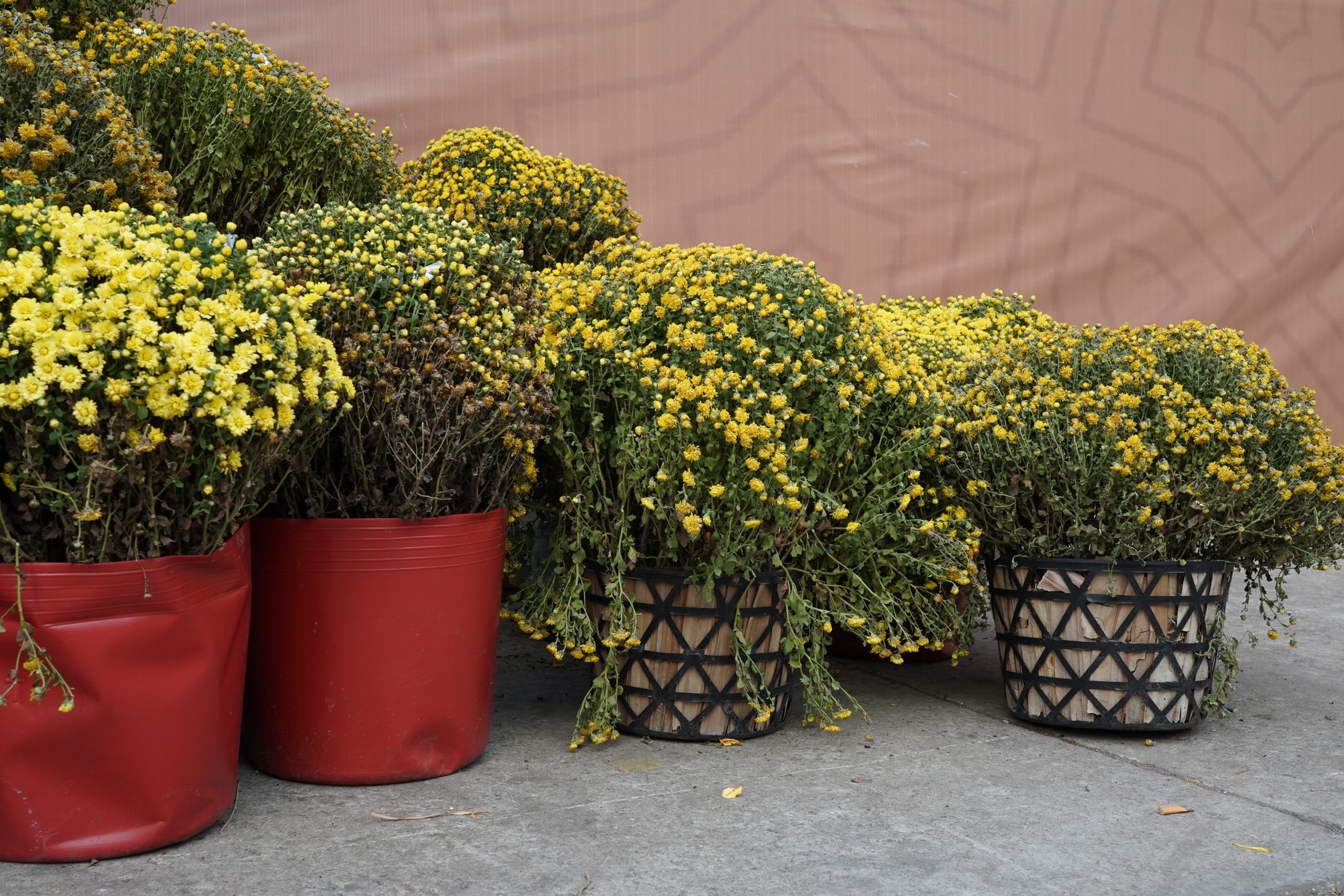 tieu canh pho ong do bung bet anh 9