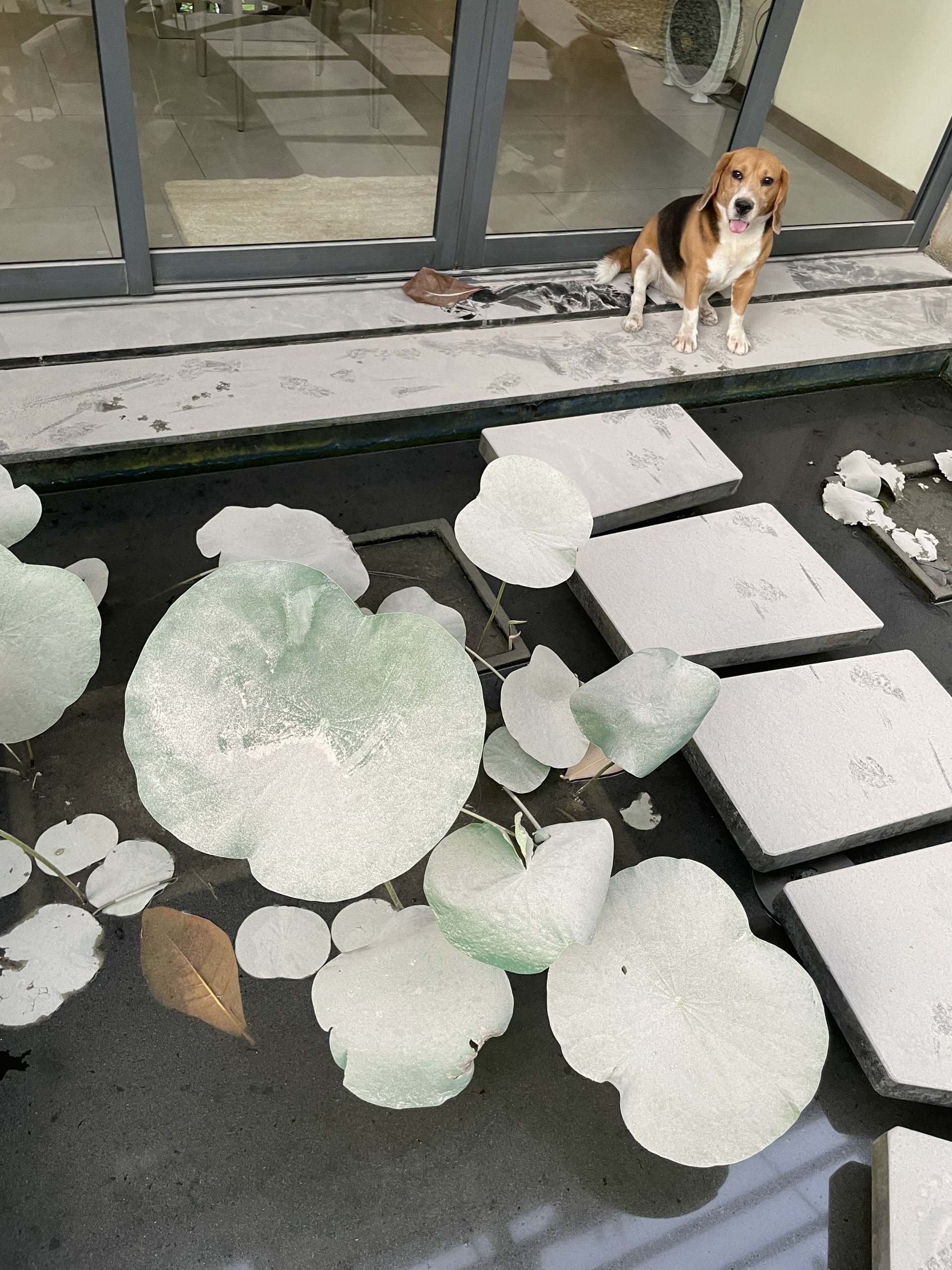 Dan khu Tay kho vi bui: Chinh quyen dia phuong vao cuoc anh 2