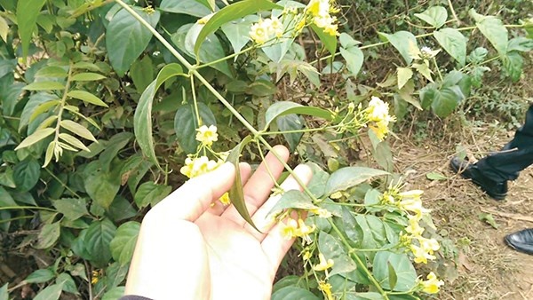 Mot nguoi chet, 4 nguoi ngo doc nang do an nham la ngon hinh anh