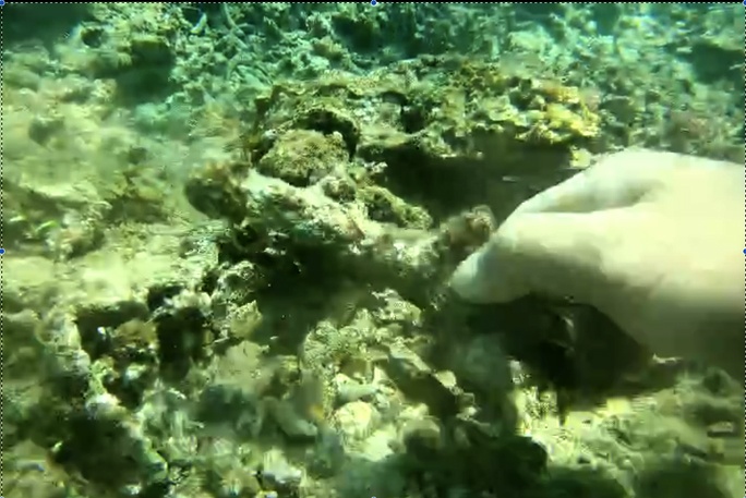 Pho chu tich xa lap liem vu san ho o vinh Quy Nhon bi tan pha? hinh anh