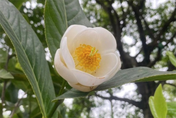 'Ngao gia' bach hai duong: Nguy co mat tien oan hinh anh