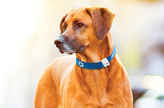 Cho, meo phai deo vong co nhan dien khi tiem vaccine benh dai hinh anh