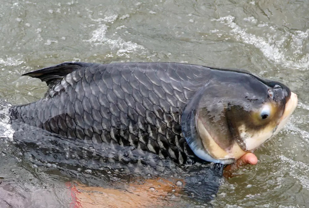 Cham thuy quai song Me Kong o Can Tho anh 1