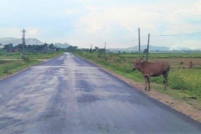 Dan nga ‘sap mat’ vi duong thi cong cau tha hinh anh