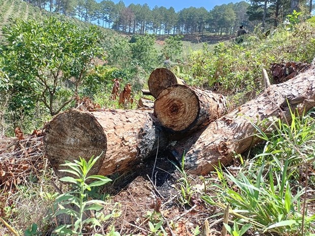 Lam Dong dieu tra vu triet ha gan 2 ha rung thong Da Lat hinh anh