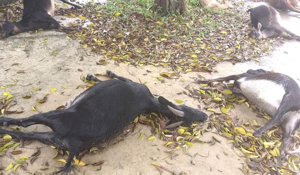 Dan de chet bat thuong khi vao nghia dia an co hinh anh