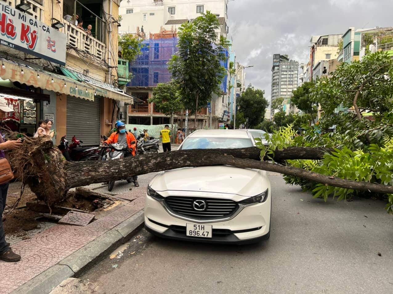 Gio loc trong mua lam bat goc cay, de xe Mazda o trung tam TP.HCM hinh anh