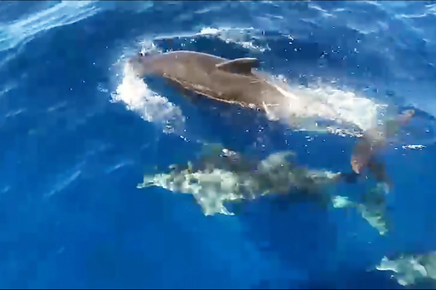 ca heo o Khanh Hoa anh 1