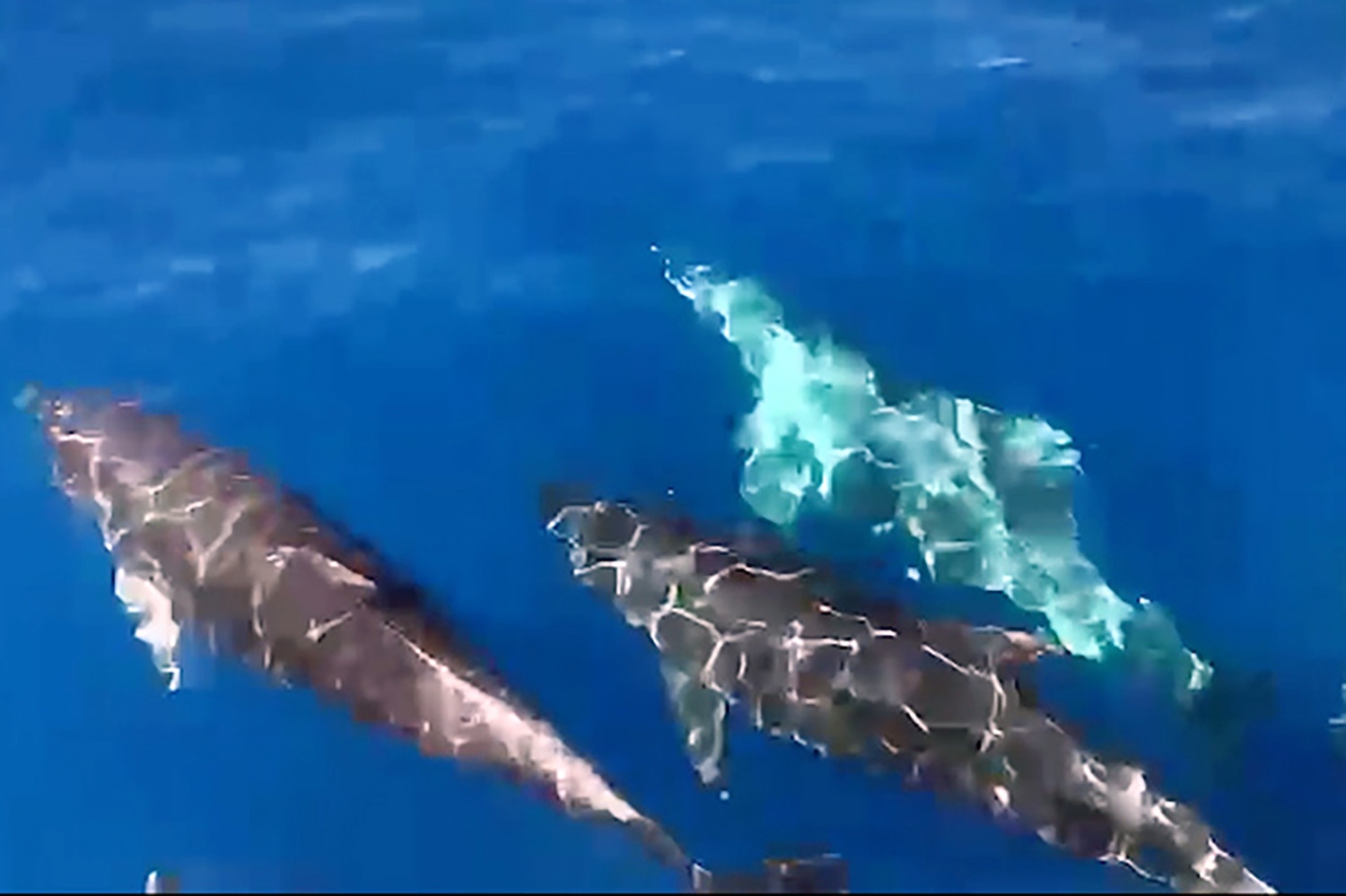 Hang tram con ca heo xuat hien tren vung bien Khanh Hoa hinh anh