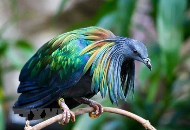 Bo cau quy hiem Nicoba xuat hien tai Vuon Quoc gia Con Dao hinh anh