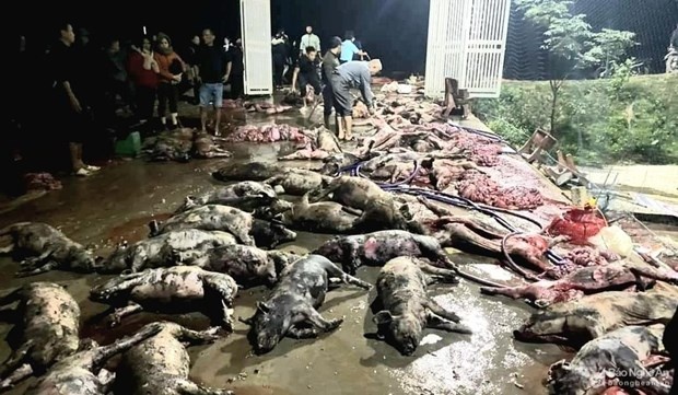 Hon 1.000 con lon chet chay o Nghe An, thiet hai tren 1 ty dong hinh anh