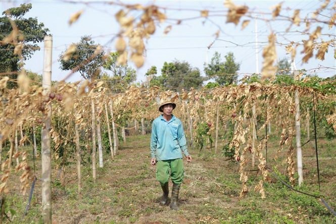 Truy tim ke cat lia gan 500 goc chanh day den ky thu hoach hinh anh