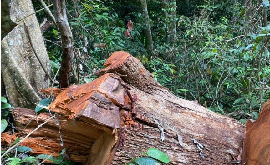 Lam tac tan pha tan hoang rung So Pai o Gia Lai hinh anh