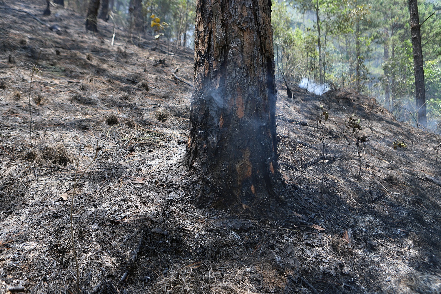 chay rung thong anh 1