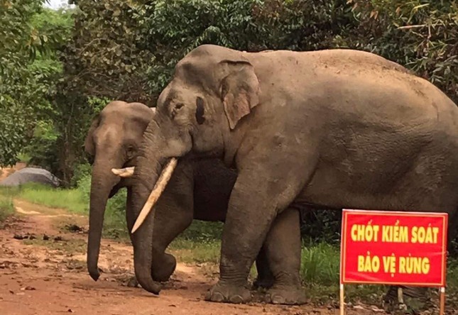 Voi rung tan cong, mot nguoi dan bi thuong nang hinh anh