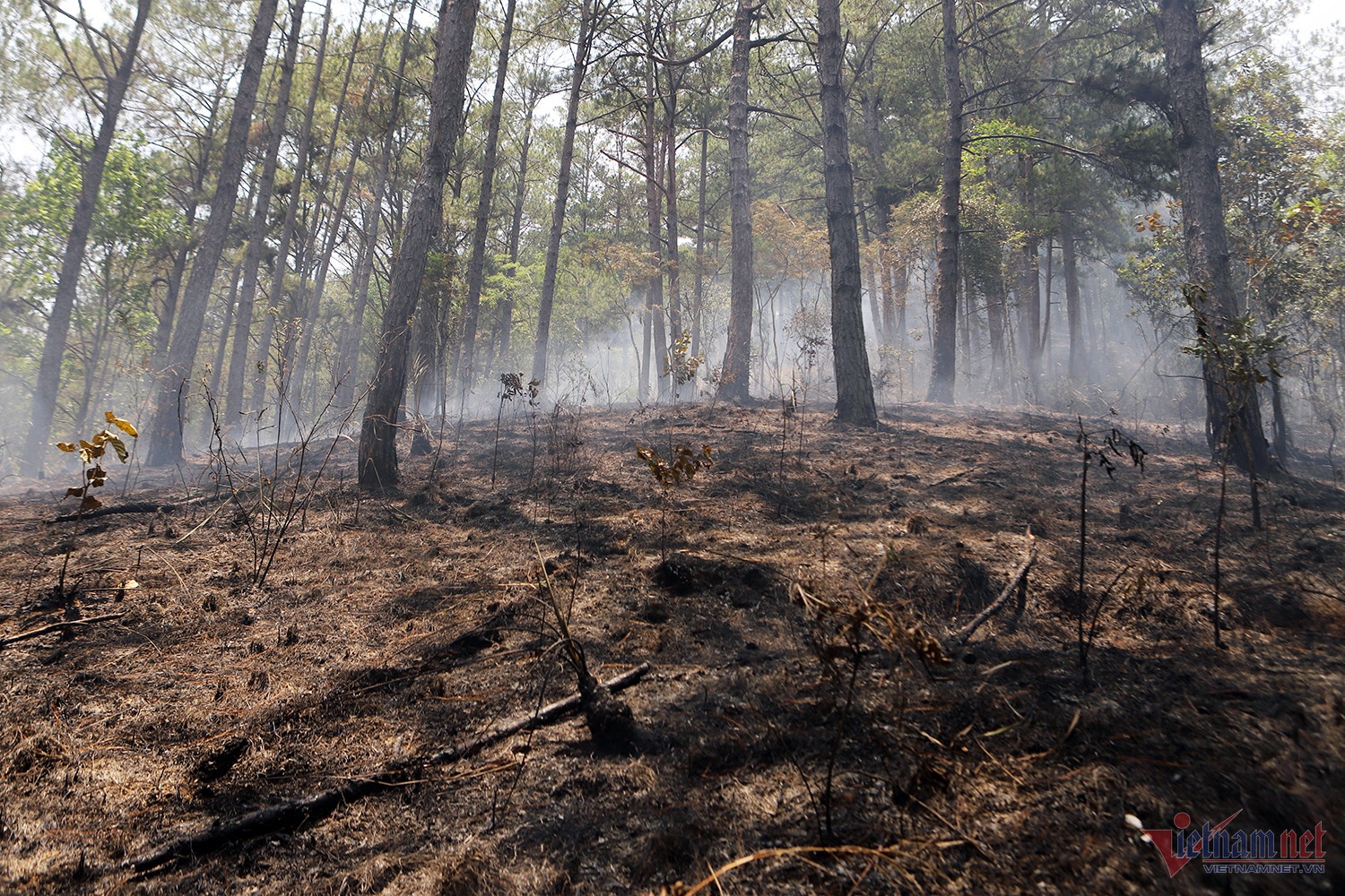 Chay o Da Lat suot 8 gio, 10 ha rung thong bi anh huong hinh anh