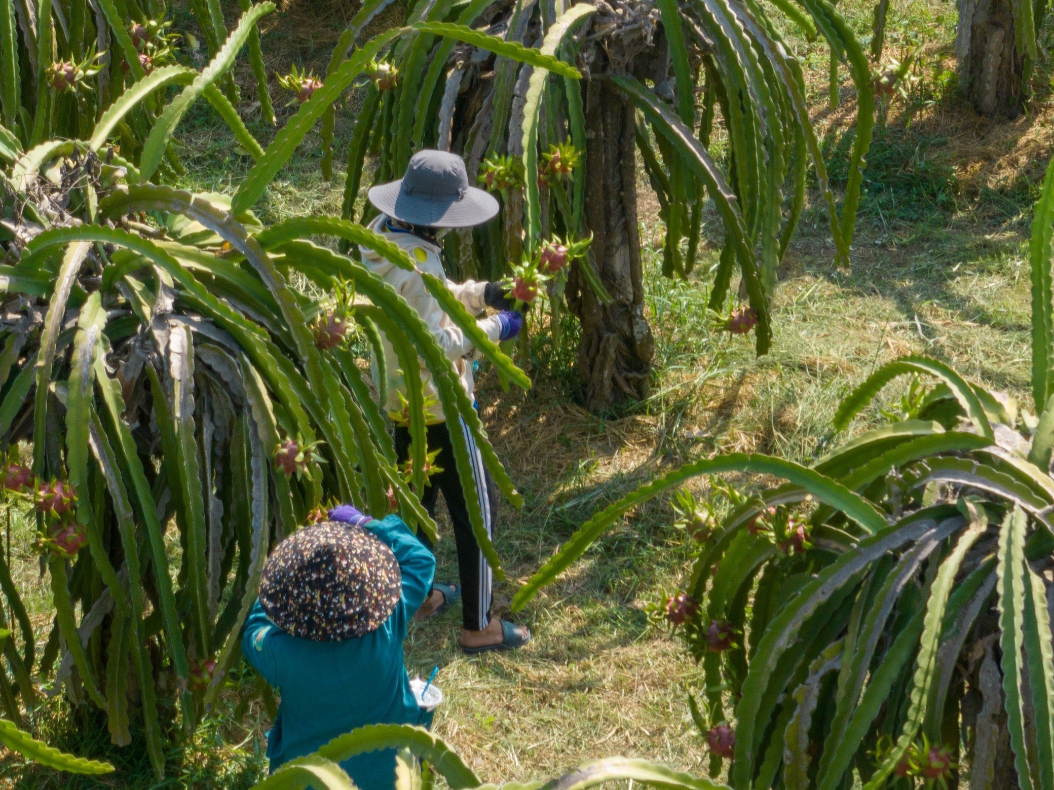 Phan Thiet Dau Giay anh 9