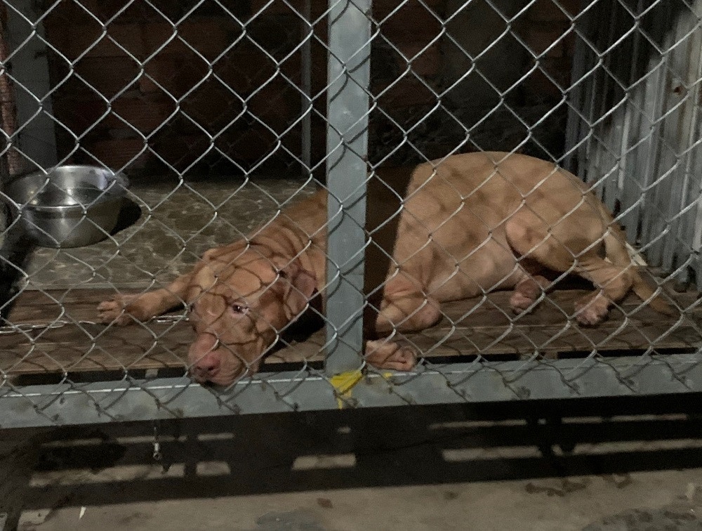 Cu ba 82 tuoi o Binh Duong bi cho Pitbull can tu vong hinh anh