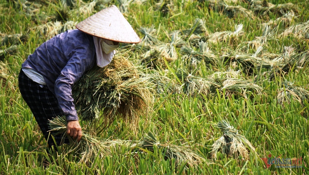 ron nang xu Thanh anh 1