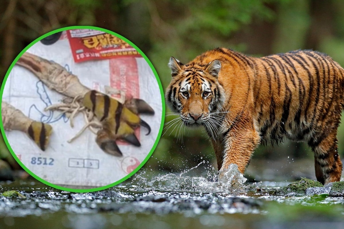 Hai nguoi Trung Quoc ban xuong ho gia lam tu xuong bo hinh anh