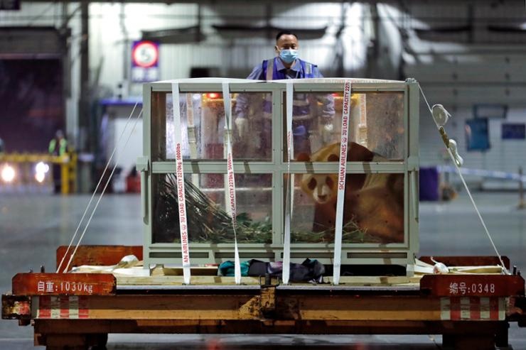 gau truc fubao,  gau truc khong lo,  fubao la gi,  gau truc khong lo anh 1